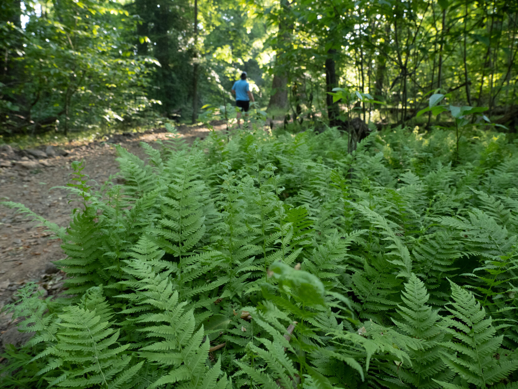 Ferns on trail at Elk Neck State Park, MD